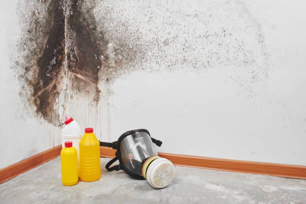 Best Certified Mold Removal  in Cienegas Terrace, TX