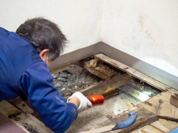 Best Mold Remediation  in Cienegas Terrace, TX