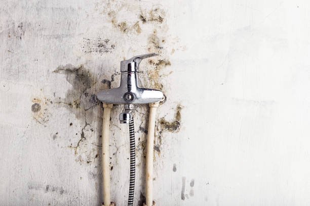 Best Mold Testing  in Cienegas Terrace, TX