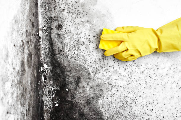 Best Mold Cleaning Services  in Cienegas Terrace, TX
