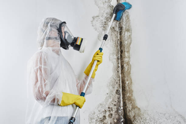Best Mold Cleaning Services  in Cienegas Terrace, TX
