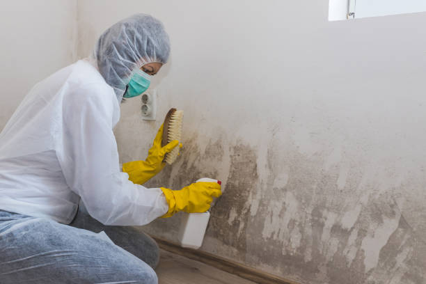 Cienegas Terrace, TX Mold Removal Company