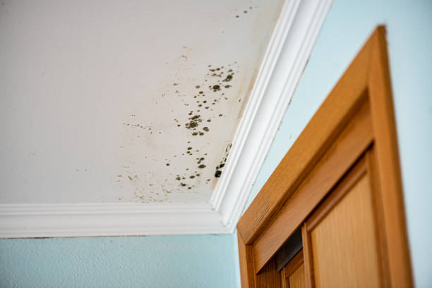 Best Office Mold Removal Services  in Cienegas Terrace, TX
