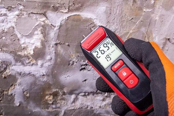 Office Mold Removal Services in Cienegas Terrace, TX