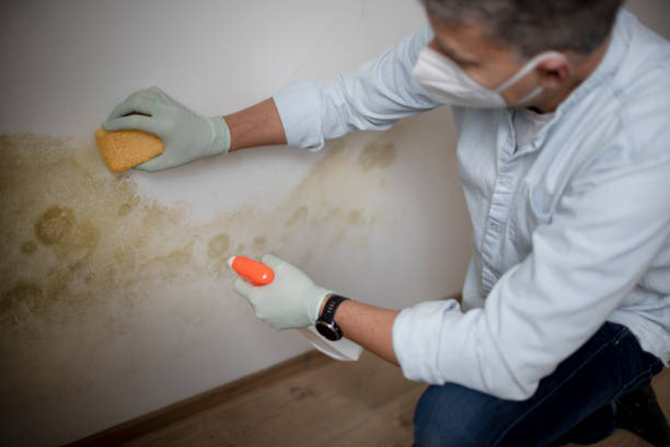 Best Fast Mold Removal  in Cienegas Terrace, TX