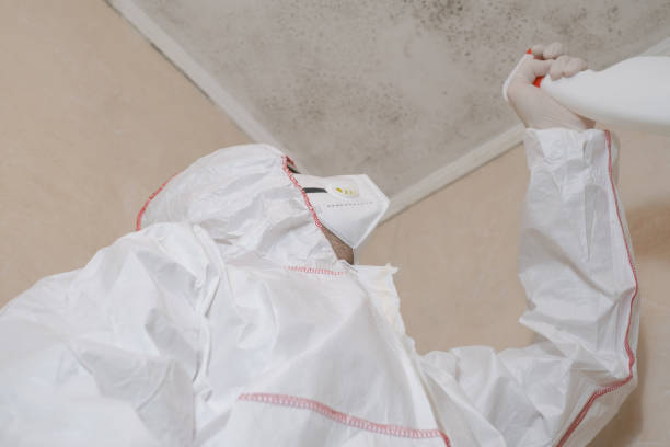 Best Same-Day Mold Removal  in Cienegas Terrace, TX