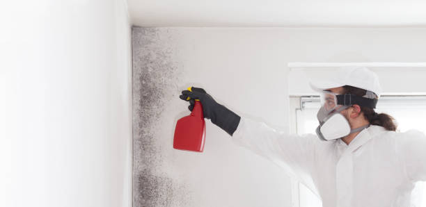 Best Black Mold Removal  in Cienegas Terrace, TX