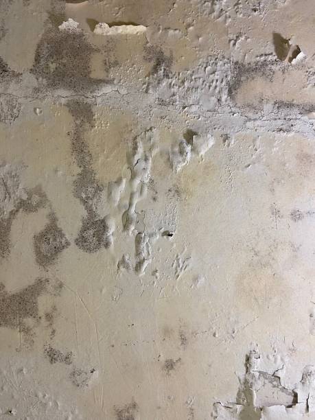 Best Toxic Mold Removal  in Cienegas Terrace, TX