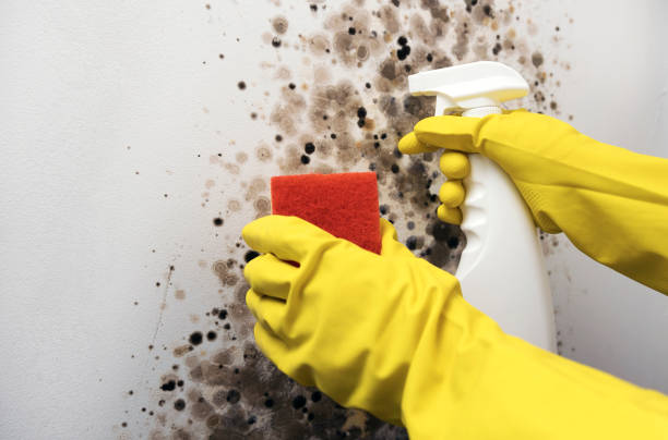 Best Mold Testing  in Cienegas Terrace, TX