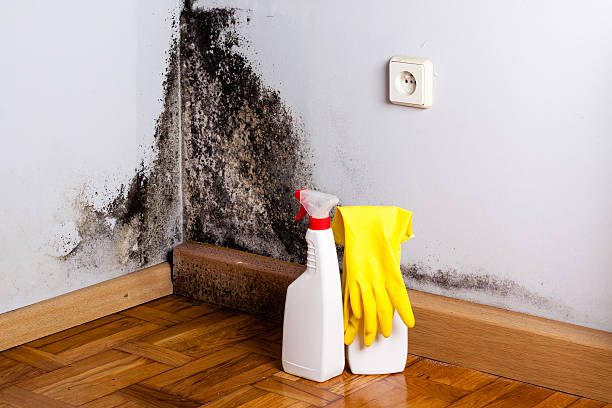 Best Attic Mold Removal  in Cienegas Terrace, TX