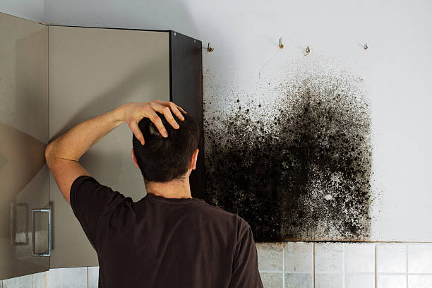 Best Attic Mold Removal  in Cienegas Terrace, TX
