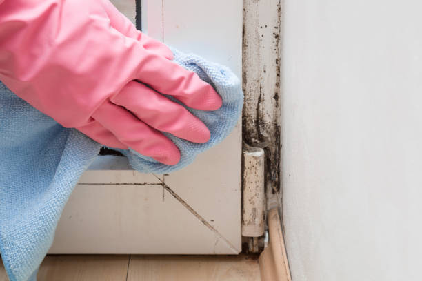 Best Office Mold Removal Services  in Cienegas Terrace, TX
